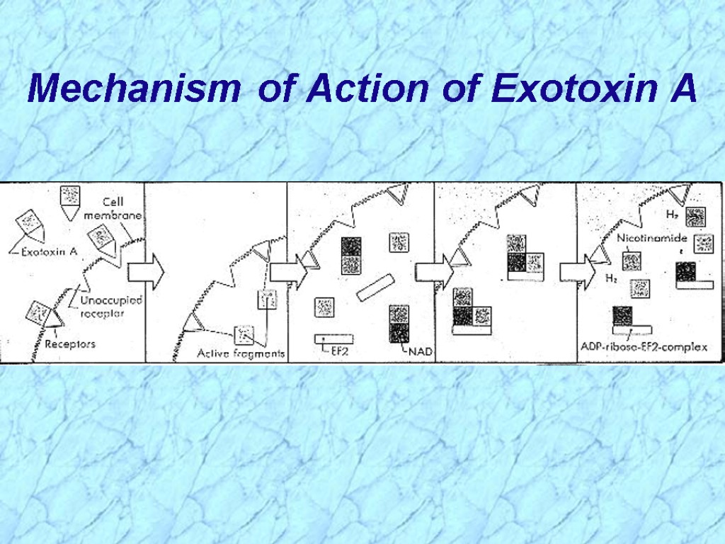 Mechanism of Action of Exotoxin A